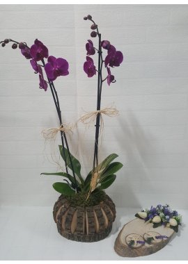  Kütükte Mor Orkide