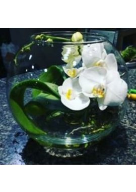 Fanusta Orkide