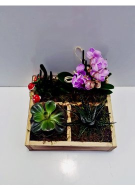Sevimli Mini Orkide