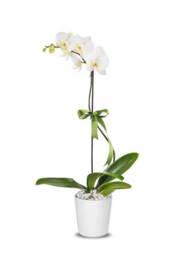  Beyaz Tek Dal Orkide